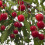 Gardeners Dream (Morello) Patio Fruit Tree Collection | Various Fruits | Ideal For Small Gardens  | 2-3Ft 2