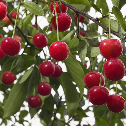Gardeners Dream (Morello) Patio Fruit Tree Collection | Various Fruits | Ideal For Small Gardens  | 2-3Ft 1