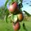 Gardeners Dream (Comice) Patio Fruit Tree Collection | Various Fruits | Ideal For Small Gardens  | 2-3Ft 2