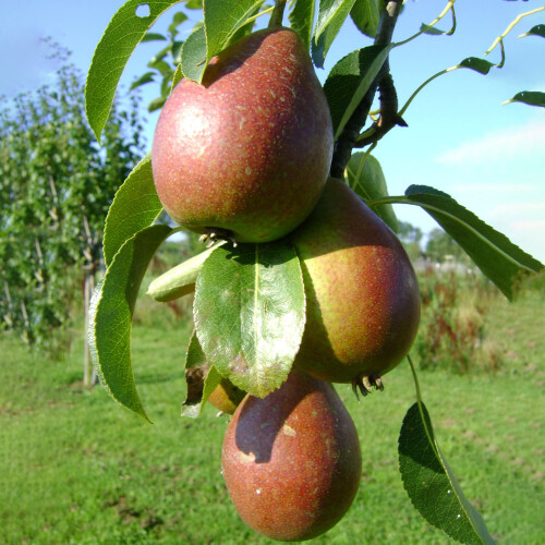Gardeners Dream (Comice) Patio Fruit Tree Collection | Various Fruits | Ideal For Small Gardens  | 2-3Ft 1