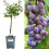 Gardeners Dream (Opal) Patio Fruit Tree Collection | Various Fruits | Ideal For Small Gardens  | 2-3Ft 1
