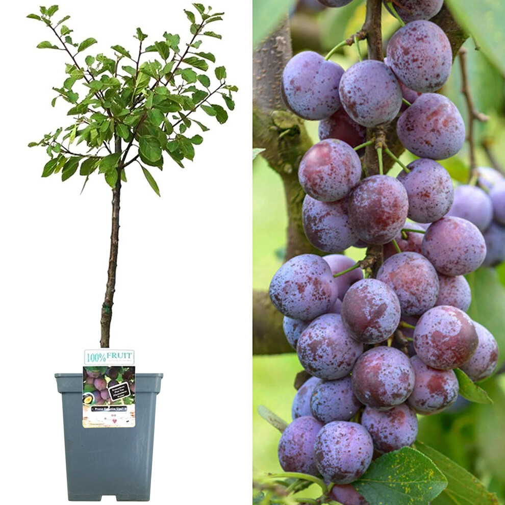 Gardeners Dream (Opal) Patio Fruit Tree Collection | Various Fruits | Ideal For Small Gardens | 2-3Ft