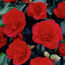 1 X Camellia Japonica 'Lady Campbell' Bushy Evergreen Shrub Hardy Plant In Pot