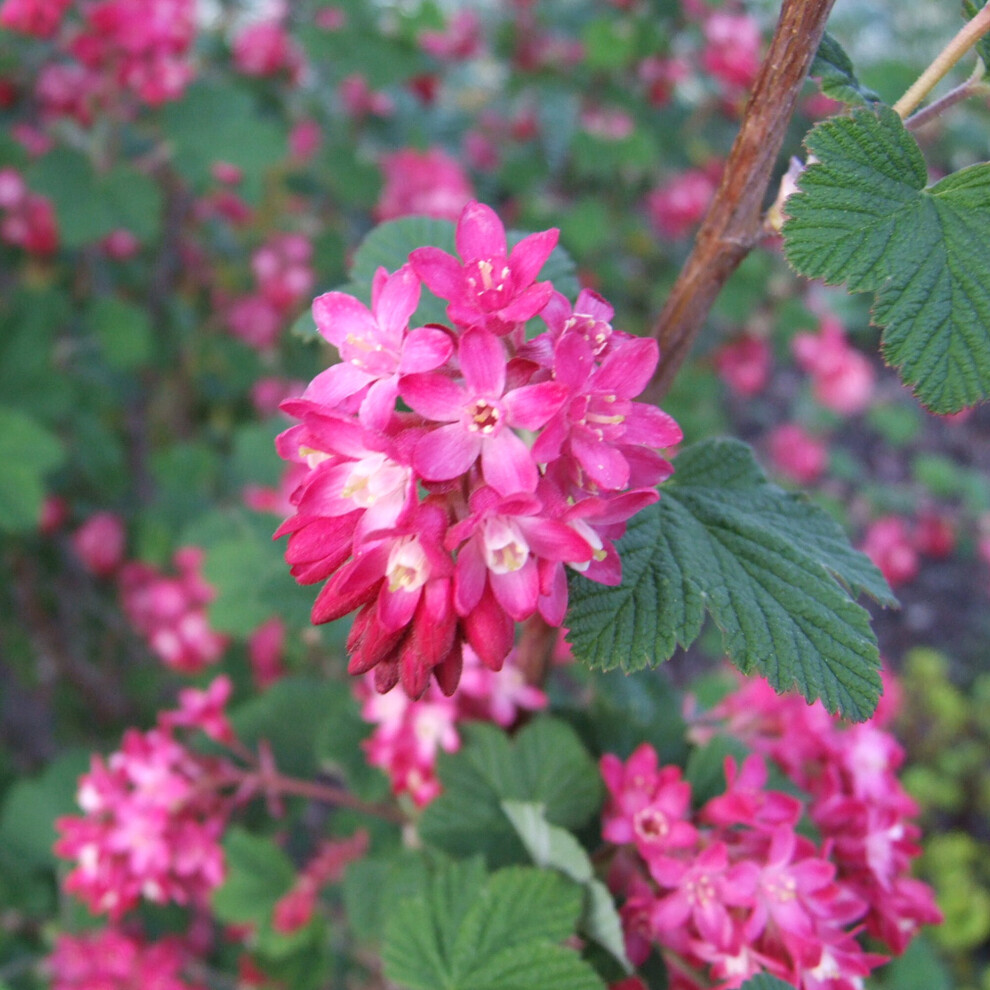 Ribes sanguineum 'Pulborough Scarlet' Flowering Currant Deciduous Plant| 9cm