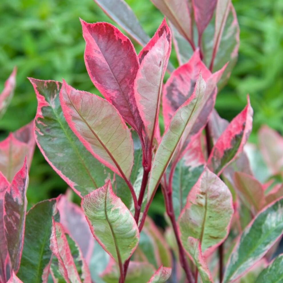 Gardeners Dream Photinia X Fraseri 'Louise' | Variegated Photinia Tree | Ornamental Tree | 5-6Ft