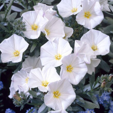 Convolvulus Cneorum White Evergreen Spreading Silverbush Shrub | 9Cm Pot