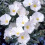 Gardeners Dream Convolvulus Cneorum White Evergreen Spreading Silverbush Shrub | 9Cm Pot 1