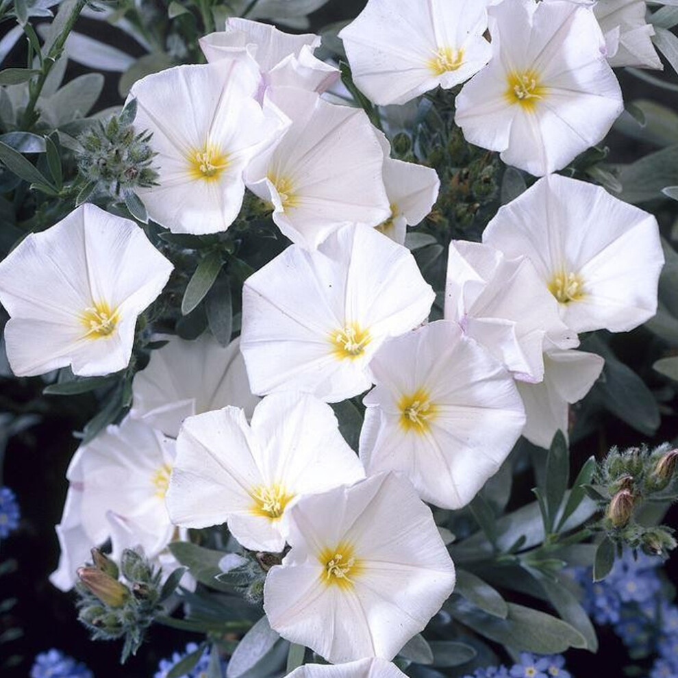 Convolvulus Cneorum White Evergreen Spreading Silverbush Shrub | 9Cm Pot