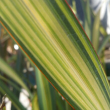 Phormium 'Apricot Queen' New Zealand Flax Evergreen Hardy Plant | 9Cm