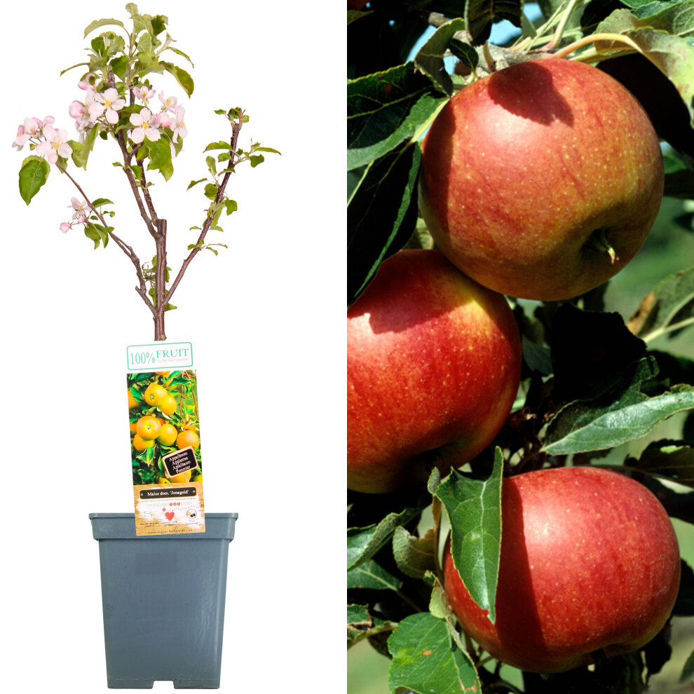 Gardeners Dream (Jonagold) Patio Fruit Tree Collection | Various Fruits | Ideal For Small Gardens | 2-3Ft