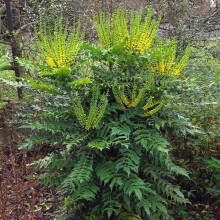 1 X Mahonia Media 'Winter Sun' Oregon Grape Evergreen Shrub Hardy Plant In Pot