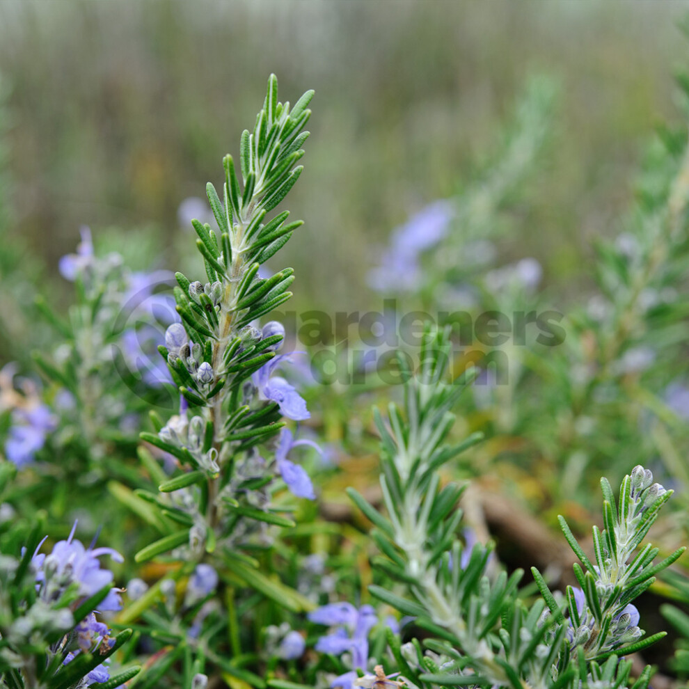 Potted Herbs - Rosemary Sudbury Blue (8cm)