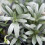 Gardeners Dream Convolvulus Cneorum White Evergreen Spreading Silverbush Shrub | 9Cm Pot 2