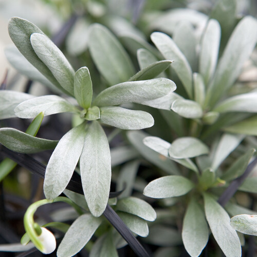 Gardeners Dream Convolvulus Cneorum White Evergreen Spreading Silverbush Shrub | 9Cm Pot 1
