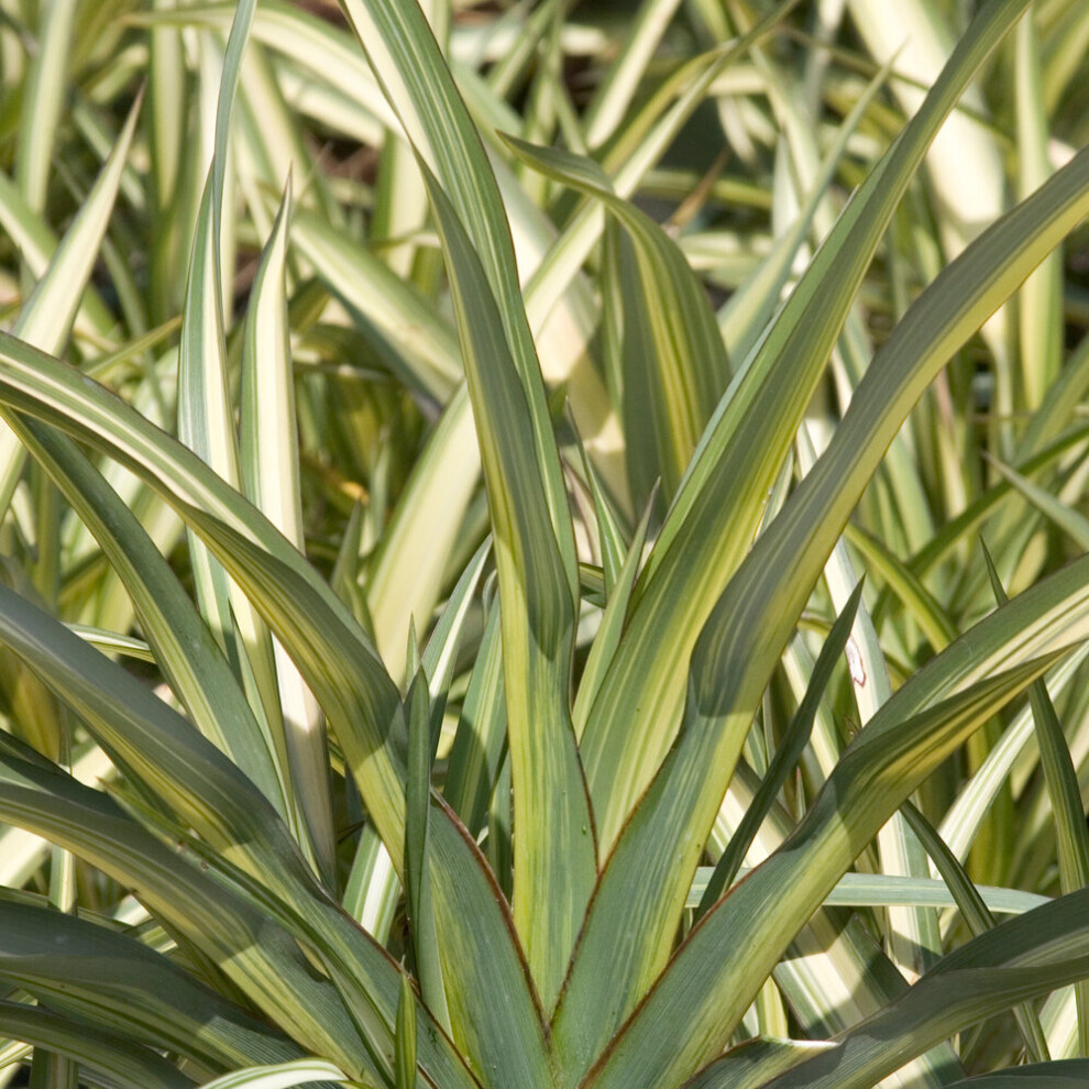 B&Q - Phormium Cream Delight Garden PlantCream And Green Variegated FoliageCompact SizeHardy (30-40Cm Height Including Pot) - Image 3