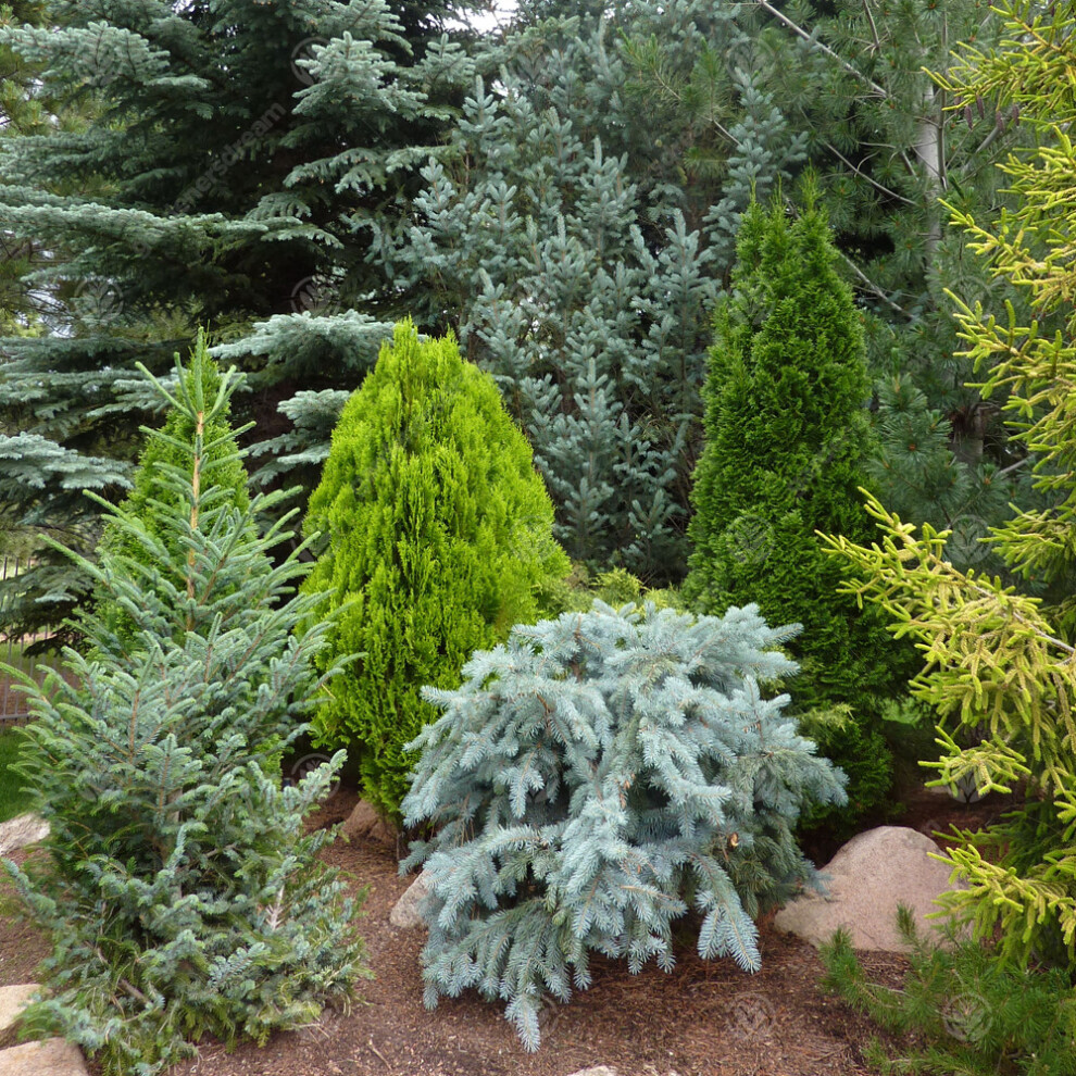 10 x Mixed Evergreen Conifers Bushy Ornamental Compact Garden Plants | 9cm Pots