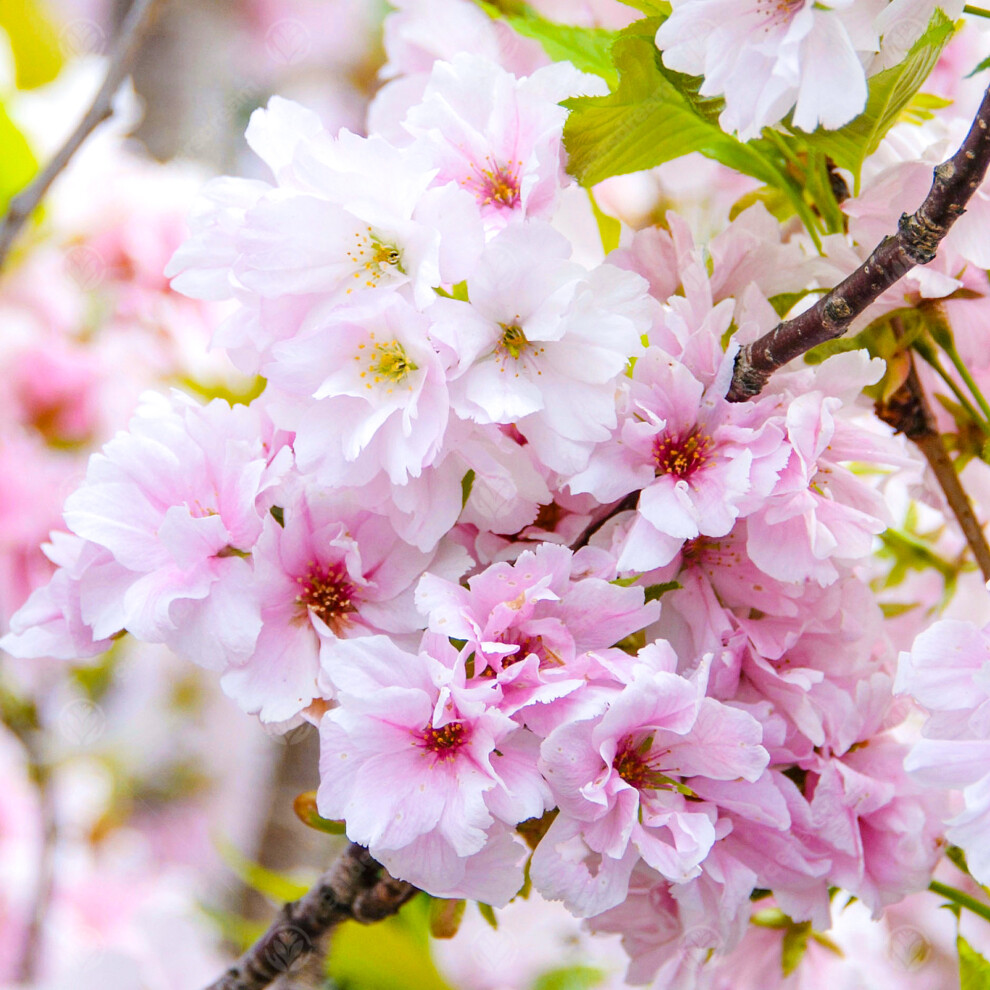 Gardeners Dream Prunus 'Amanogawa' | Japanese Flowering Cherry | Ornamental Garden Tree | 5-6Ft