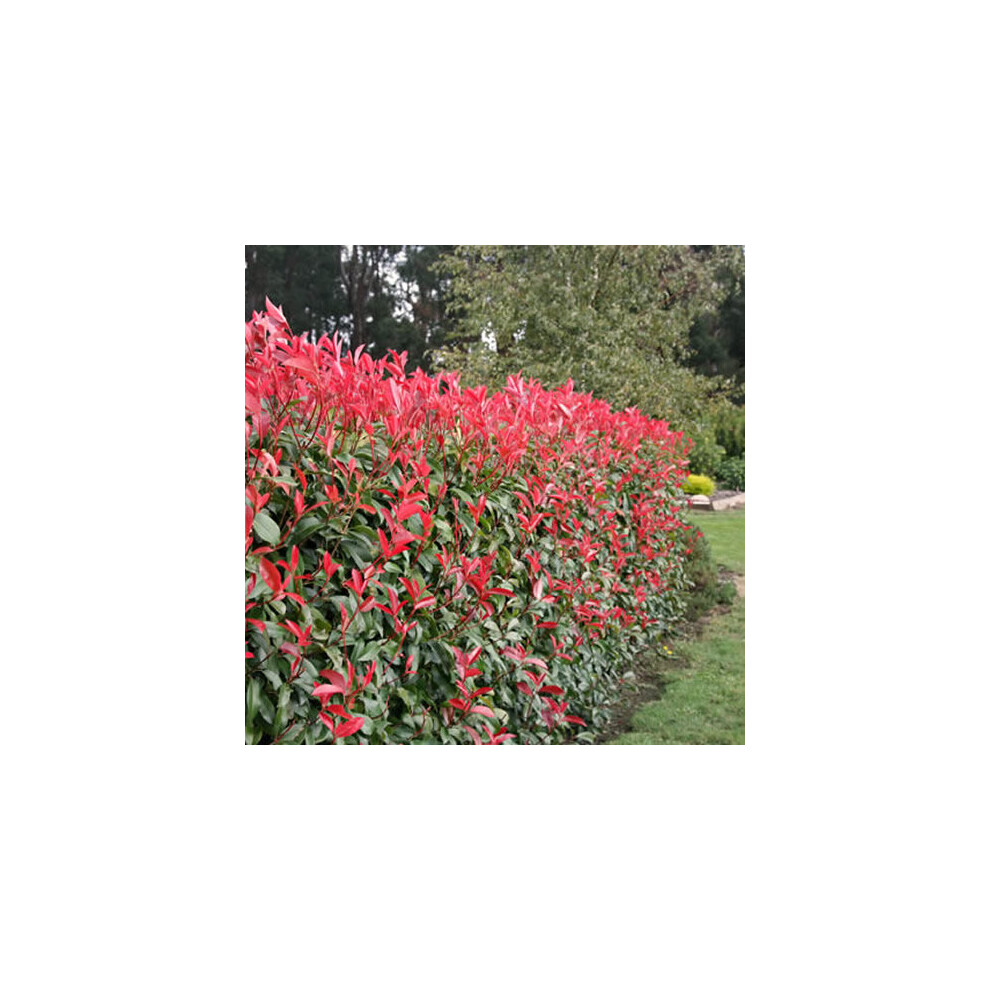 Photinia fraseri Red Robin (9cm, 1 Plant)
