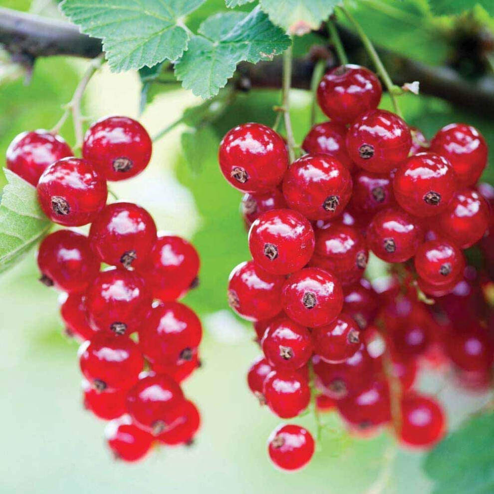 Redcurrant Ribes rubrum 'Jonkheer van Tets' Deciduous Hardy Fruit Tree | 9cm Pot