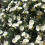Gardeners Dream Convolvulus Cneorum White Evergreen Spreading Silverbush Shrub | 9Cm Pot 3