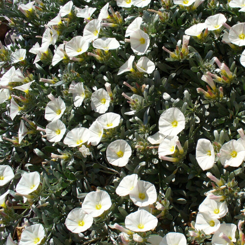 Gardeners Dream Convolvulus Cneorum White Evergreen Spreading Silverbush Shrub | 9Cm Pot 2