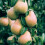 Gardeners Dream (Comice) Patio Fruit Tree Collection | Various Fruits | Ideal For Small Gardens  | 2-3Ft 3