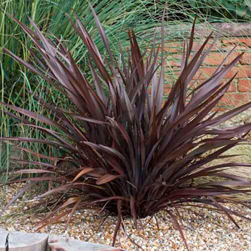 1 X Phormium 'Bronze Baby' New Zealand Flax Evergreen Shrub Hardy Plant In Pot