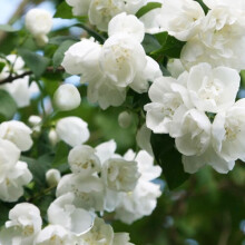 1 X Philadelphus 'Virginal' Mock Orange Deciduous Shrub Hardy Plant In Pot