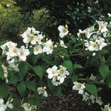 1 X Philadelphus 'Belle Etoile' Mock Orange Deciduous Shrub Hardy Plant In Pot