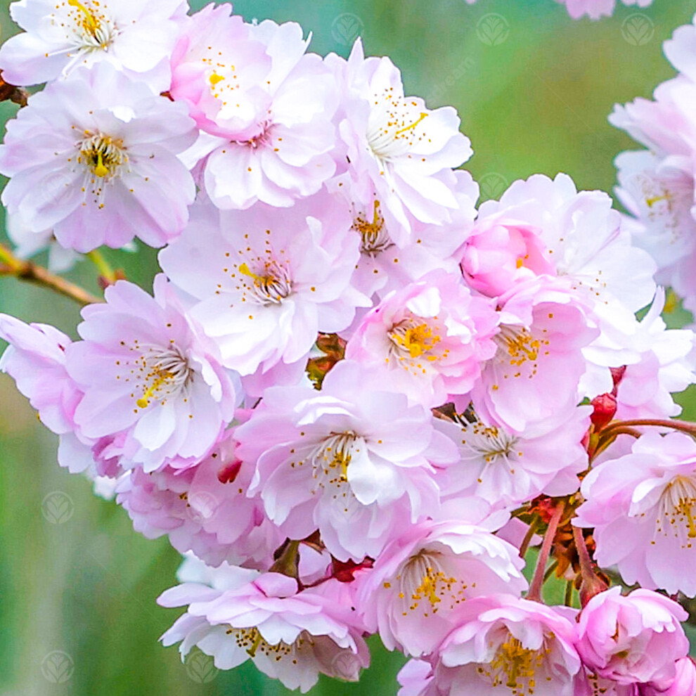Gardeners Dream Prunus X Subhirtella 'Autumnalis Rosea' | Winter Flowering Cherry Tree | 5-6Ft