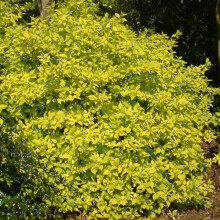 1 X Philadelphus 'Aureus' Mock Orange Deciduous Shrub Hardy Plant In Pot