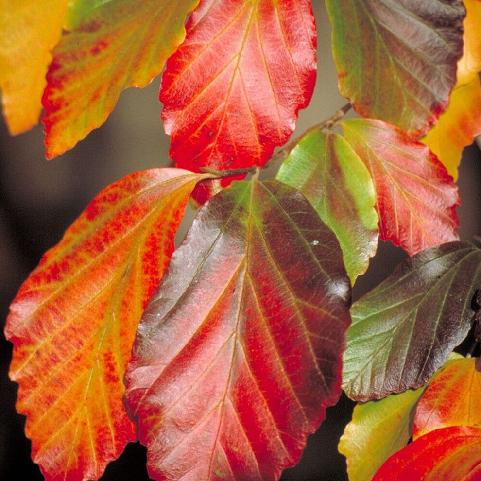 B&Q - Parrotia Persica TreePersian IronwoodOrnamentalMulticoloured Foliage (5-6Ft) - Image 3