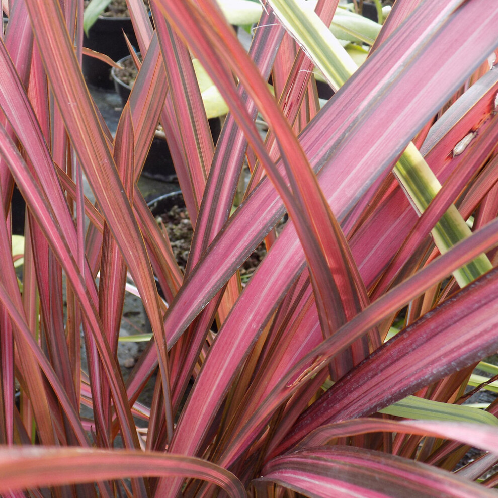 Phormium tenax 'Evening Glow' Evergreen Compact Hardy Garden Shrub | 9cm Pot