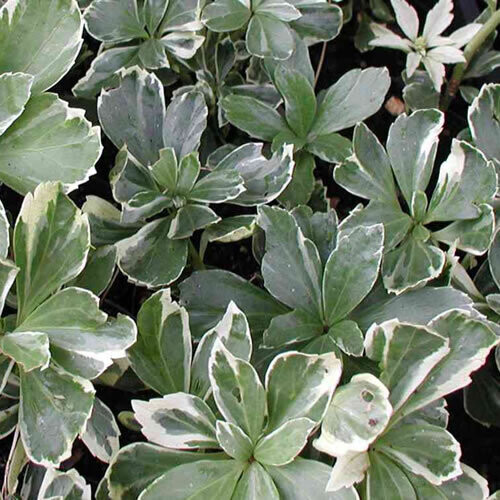 1 X Pachysandra Terminalis Variegata Japanese Spurge Evergreen Plant In Pot on OnBuy