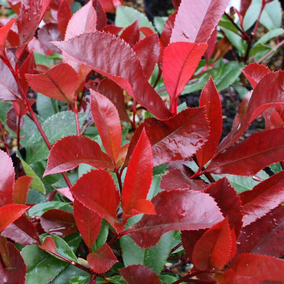 Gardeners Dream Photinia X Fraseri ' Robin' | Robin | Ornamental Garden Tree | 5-6Ft Red
