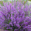Gardeners Dream Potted Herbs - Sage Purple (8cm) 1