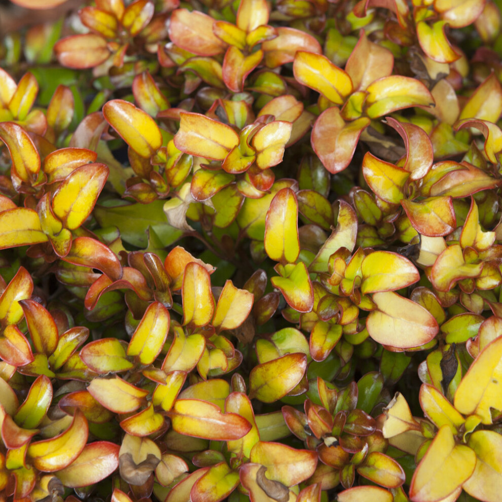Gardeners Dream Coprosma Repens 'Pina Colada' Colourful Evergreen Bush Garden Shrub | 9Cm Pot