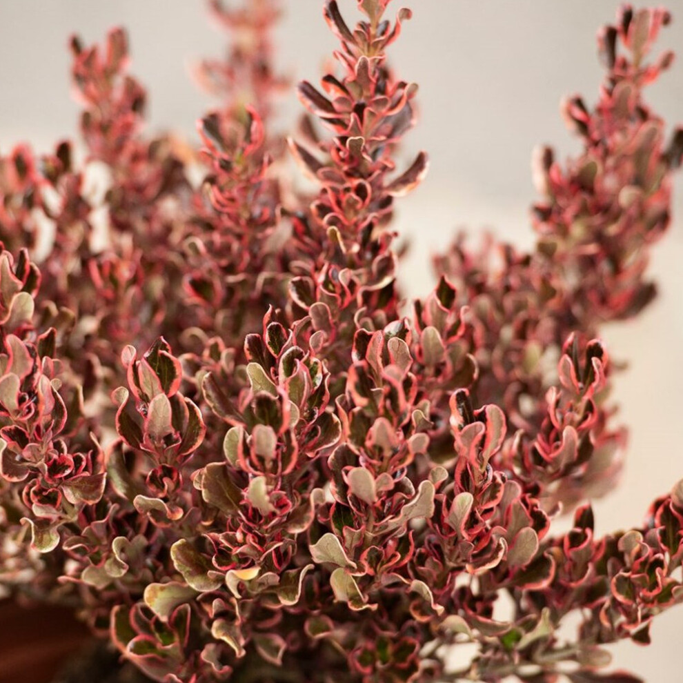 Gardeners Dream Coprosma Repens 'Pacific Dawn' Evergreen Shrub Colourful Garden Bush | 9Cm Pot