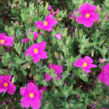 1 X Cistus Pulverulentus 'Sunset' Rock Rose Evergreen Hardy Shrub Plant In Pot