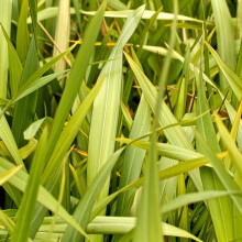 1 X Phormium 'Gold Sword' New Zealand Flax Evergreen Shrub Hardy Plant In Pot