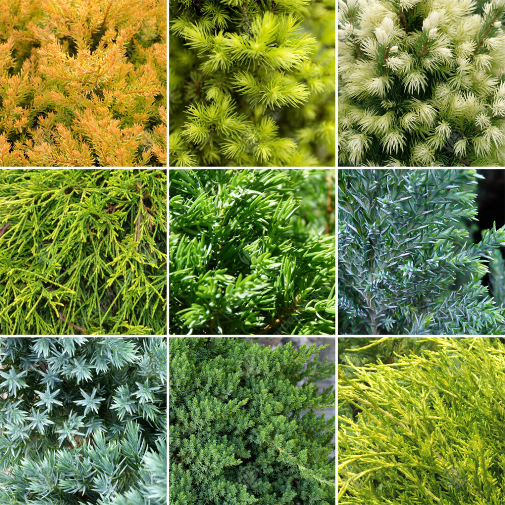 Gardeners Dream 10 X Evergreen Conifer Collection Quality Mixed Ornamental Plants | 9Cm Pots