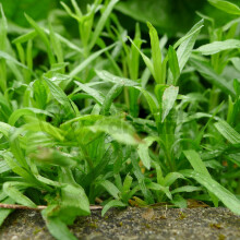 Potted Herbs - Tarragon French (8cm)