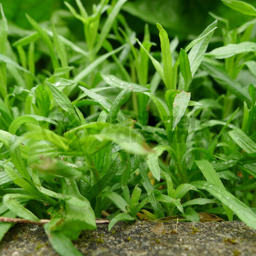 Gardeners Dream Potted Herbs - Tarragon French (8cm)