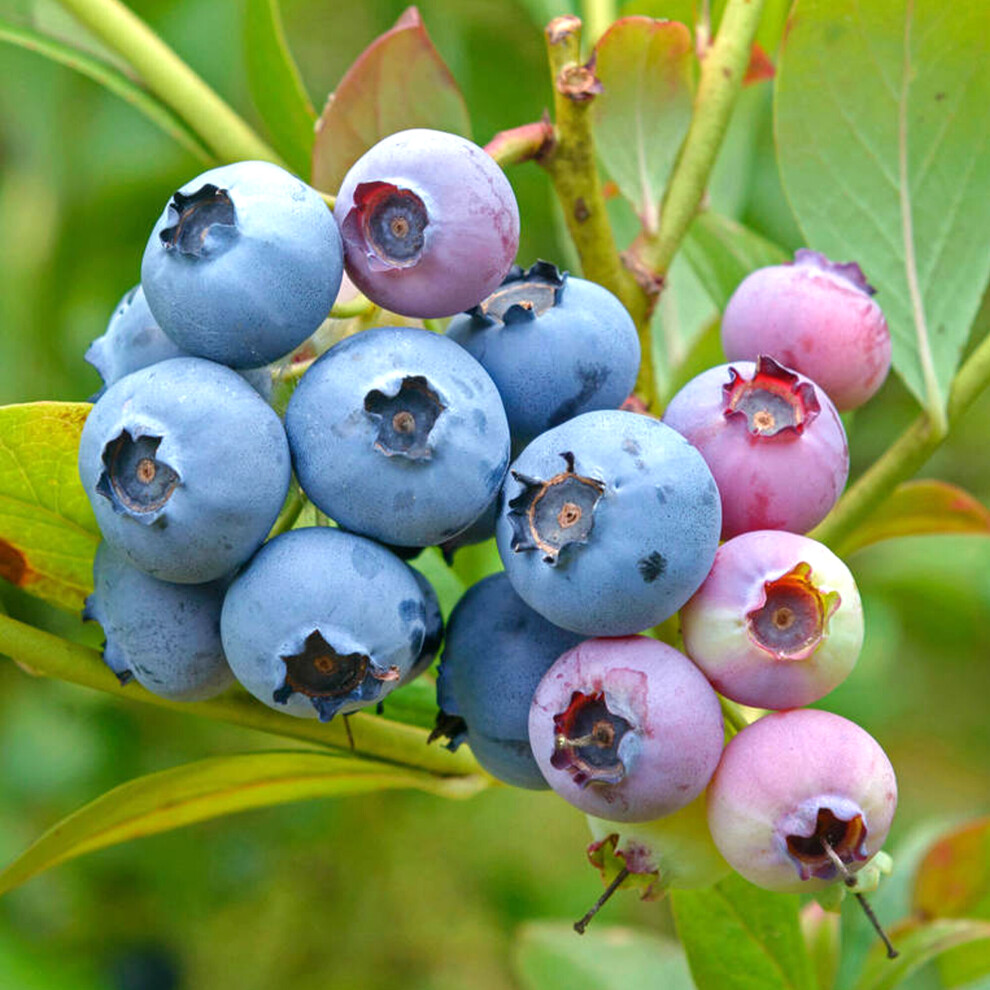 Gardeners Dream Blueberry Vaccinium Corymbosum 'Bluecrop' Deciduous Fruit Shrub | 9Cm Pot