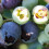 Gardeners Dream Blueberry Vaccinium corymbosum 'Bluejay' Deciduous Fruit Shrub | 9cm Pot 3
