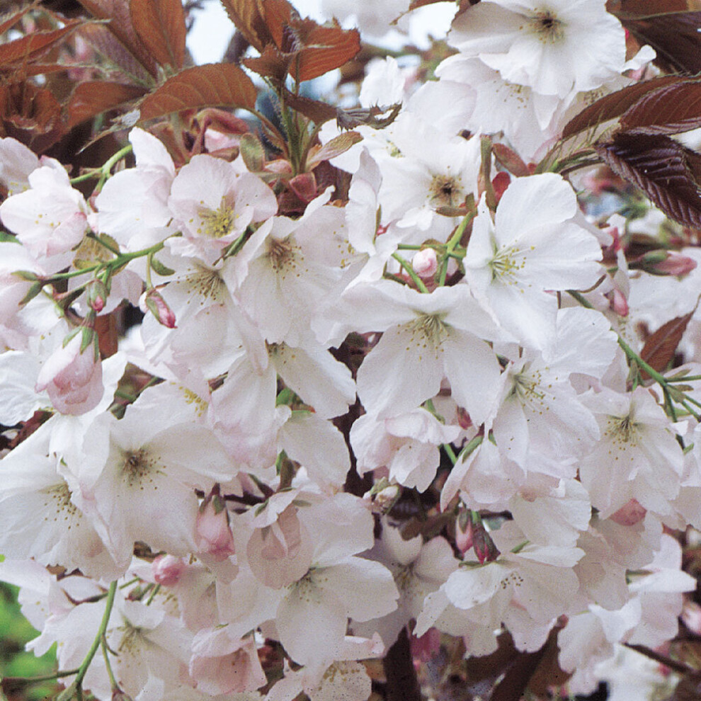 Prunus Chocolate Ice | Japanese Flowering Cherry | Garden Tree | 5-6Ft