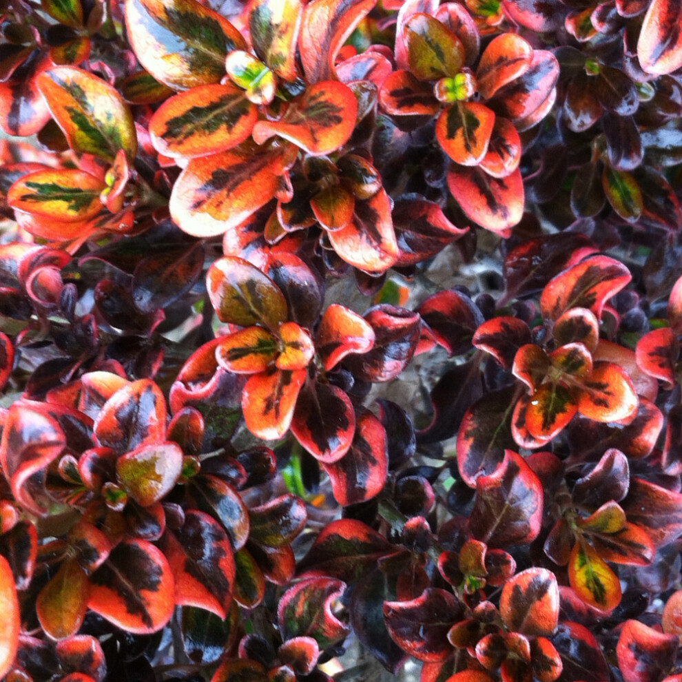 Gardeners Dream Coprosma Repens Tequila Sunrise (9Cm)
