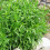 Gardeners Dream Potted Herbs - Tarragon French (8cm) 2
