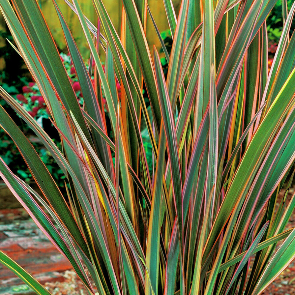 1 X PHORMIUM 'MAORI QUEEN' NEW ZEALAND FLAX EVERGREEN SHRUB HARDY PLANT IN POT