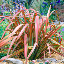 1 X PHORMIUM 'JESTER' NEW ZEALAND FLAX EVERGREEN SHRUB HARDY PLANT IN POT